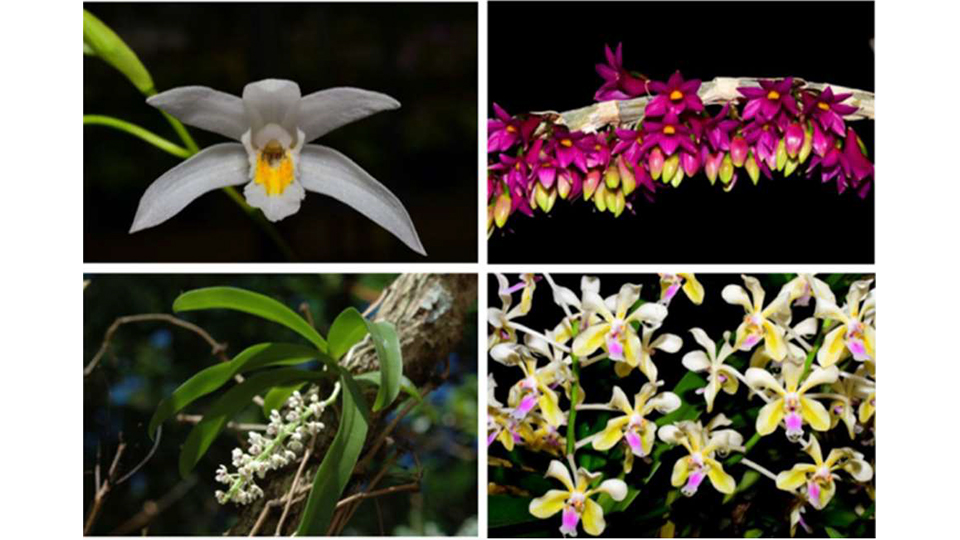 核後端處與保種中心合作復育四種蘭花，左上起為蘭嶼白芨、紅花石斛、管唇蘭、雅美萬代蘭。